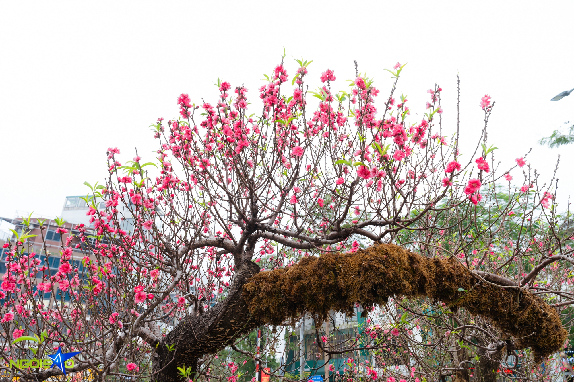 Cặp thuyền đ&agrave;o thất thốn gi&aacute; gần một tỷ đồng dịp Tết - Ảnh 11.