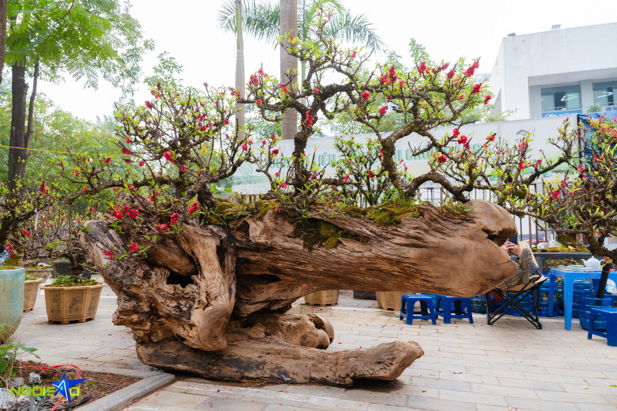 Cặp thuyền đ&agrave;o thất thốn gi&aacute; gần một tỷ đồng dịp Tết - Ảnh 2.