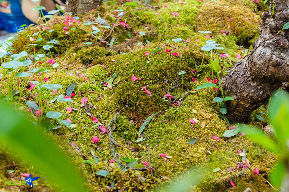 Cặp thuyền đ&agrave;o thất thốn gi&aacute; gần một tỷ đồng dịp Tết - Ảnh 5.