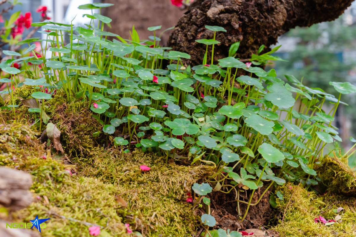 Cặp thuyền đ&agrave;o thất thốn gi&aacute; gần một tỷ đồng dịp Tết - Ảnh 8.