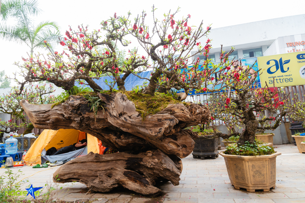 Cặp thuyền đ&agrave;o thất thốn gi&aacute; gần một tỷ đồng dịp Tết - Ảnh 6.