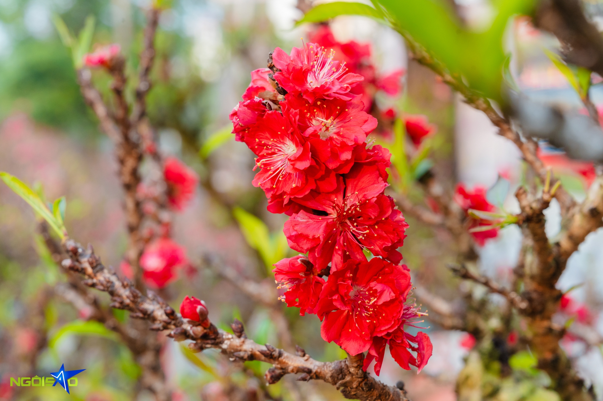 Cặp thuyền đ&agrave;o thất thốn gi&aacute; gần một tỷ đồng dịp Tết - Ảnh 7.