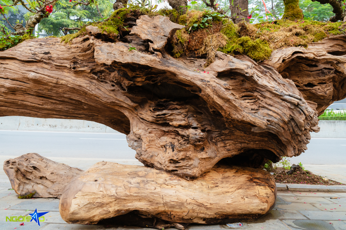 Cặp thuyền đ&agrave;o thất thốn gi&aacute; gần một tỷ đồng dịp Tết - Ảnh 4.