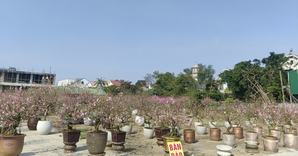 Hàng Nghìn Cây Hoa Đào Nở Sớm, Người Bán Hạ Giá Nhưng Vẫn Vắng Khách
