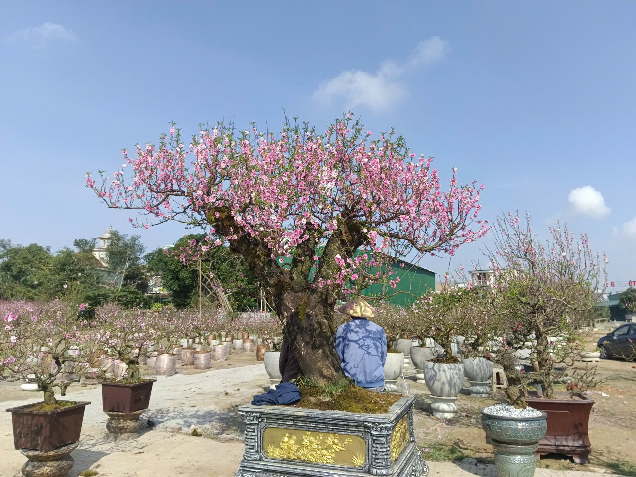 - Ảnh 2. - Ảnh 2.