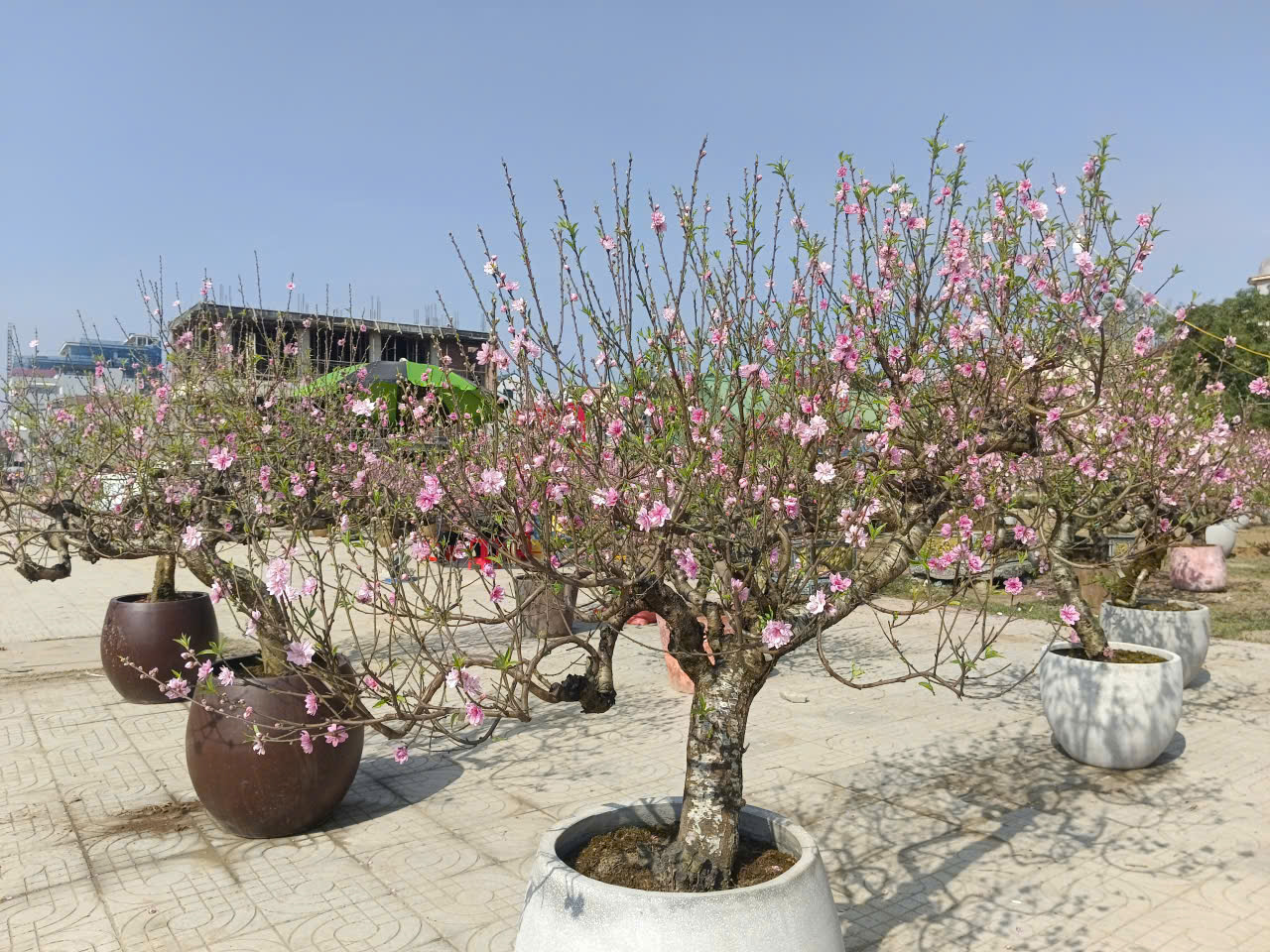 - Ảnh 1. - Ảnh 1.