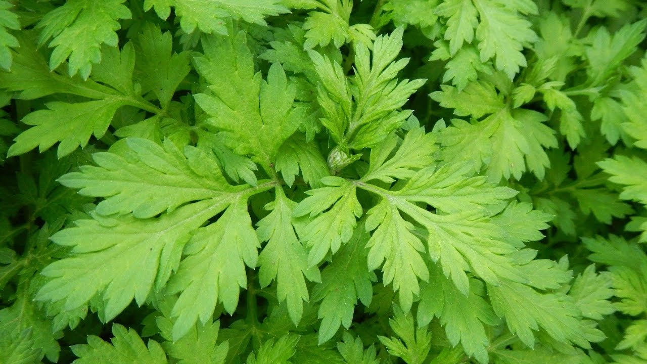 Ngải cứu &ndash; vị thuốc quen thuộc gi&uacute;p giảm đau nhức xương khớp m&ugrave;a lạnh- Ảnh 1.