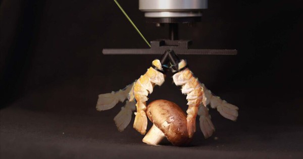 Robot tự lái sinh học: Từ ý tưởng đến ứng dụng đa diện trong tương lai