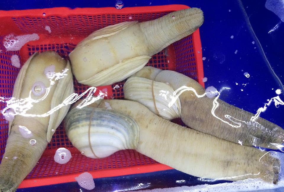 Việt Nam có một đặc sản siêu dinh dưỡng, được xem là 'viagra tự nhiên', tốt cho tim mạch - Ảnh 1.