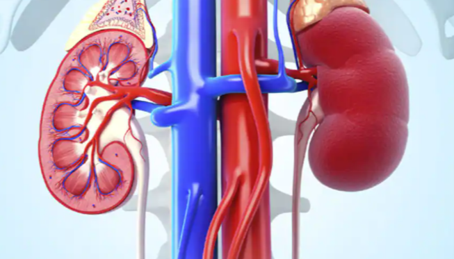 Sau Tết, xuất hiện những dấu hiệu này cần cảnh giác suy thận cấp, người Việt tuyệt đối không bỏ qua - Ảnh 1.