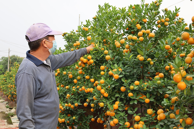 &Yacute; nghĩa c&acirc;y quất ng&agrave;y Tết kh&ocirc;ng phải ai cũng biết - Ảnh 3.