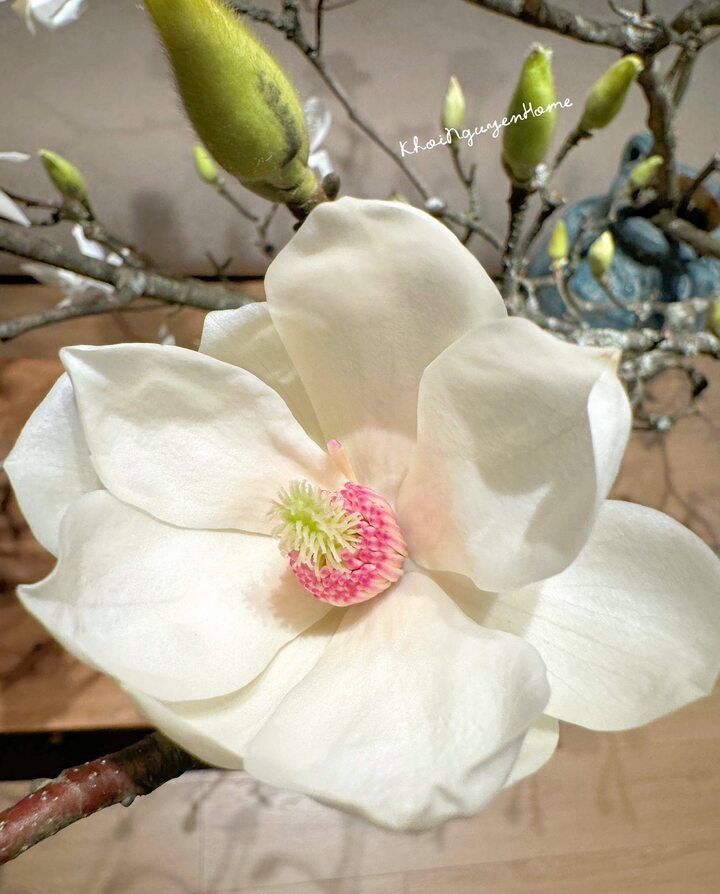 V&igrave; sao lo&agrave;i hoa được Hoa hậu Đỗ Thị H&agrave; cắm trong dịp Tết B&iacute;nh Ngọ lại g&acirc;y sốt? - Ảnh 7.