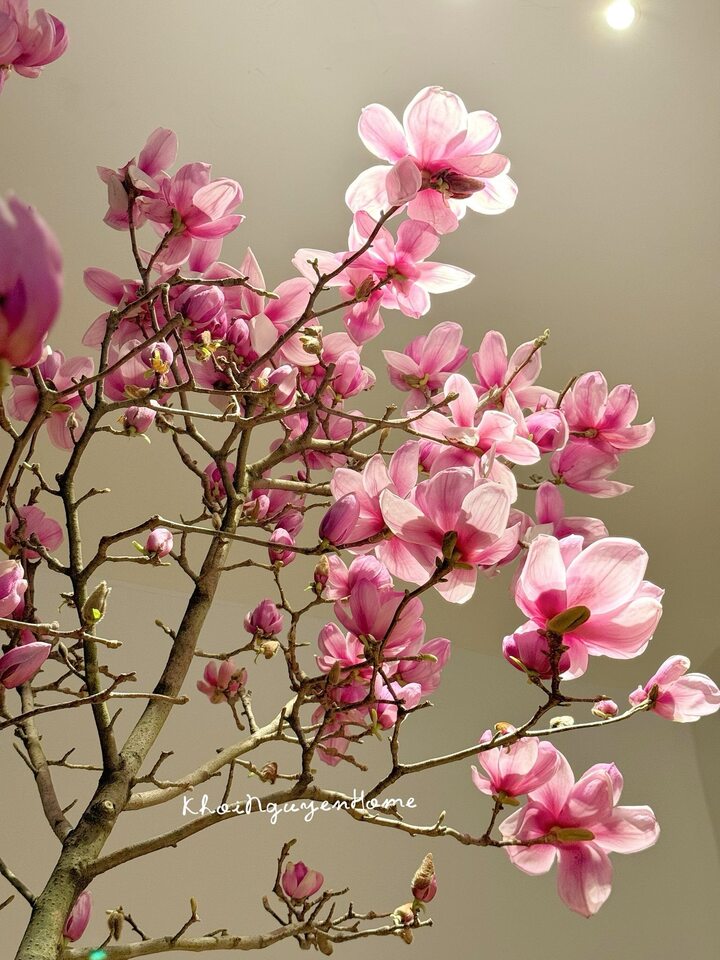 V&igrave; sao lo&agrave;i hoa được Hoa hậu Đỗ Thị H&agrave; cắm trong dịp Tết B&iacute;nh Ngọ lại g&acirc;y sốt? - Ảnh 2.