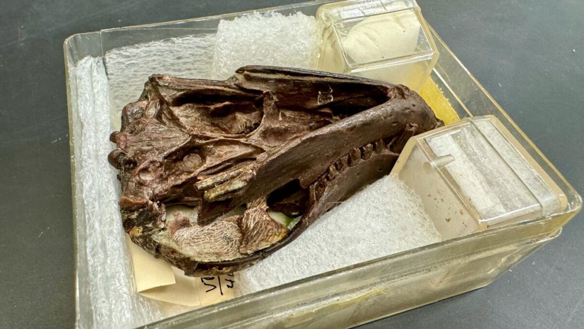 fossil-specimen-of-the-thrinaxodon-skull-and-jaw-used-for-the-study-1200x675-17700861632181588985790-1770165634685-17701656349161212994302.jpg