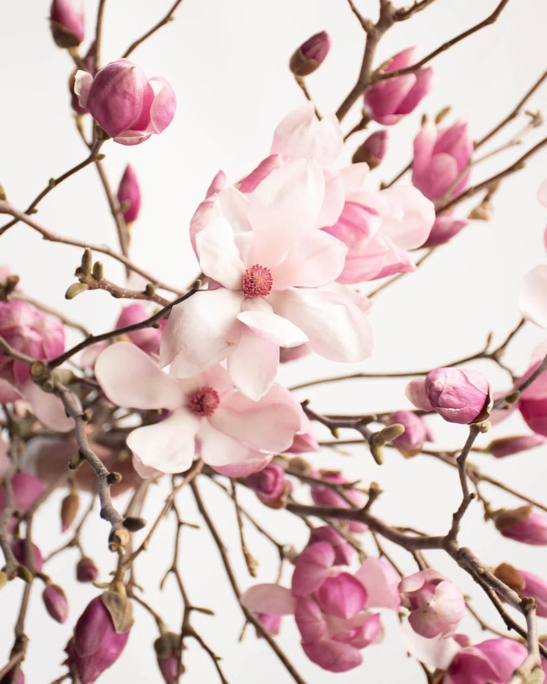 Lo&agrave;i hoa được Hoa hậu Đỗ Thị H&agrave; cắm trong dịp Tết B&iacute;nh Ngọ c&oacute; g&igrave; đặc biệt lại g&acirc;y sốt? - Ảnh 7.