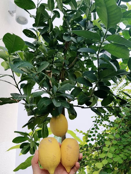 Tết B&iacute;nh Ngọ 2026 tại biệt thự 1 . 000 M2 của Hoa hậu Gi&aacute;ng My - Ảnh 7.