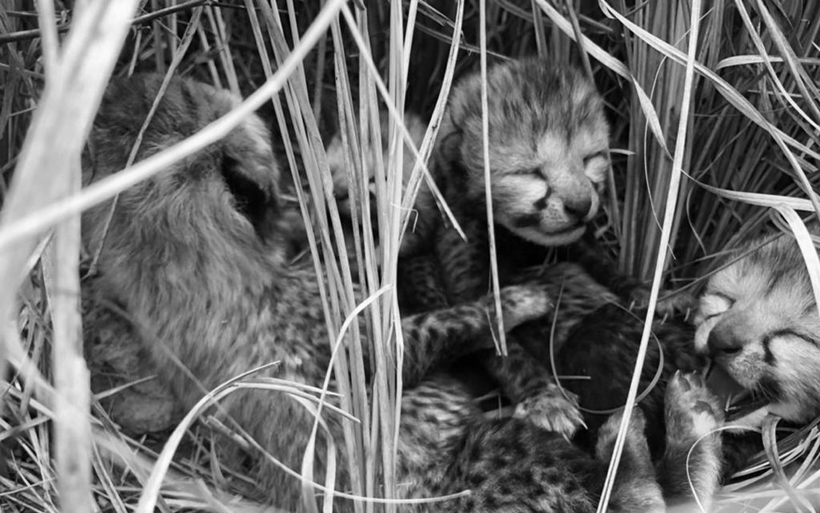 Lo&agrave;i vật qu&yacute; hiếm bậc nhất h&agrave;nh tinh, tưởng tuyệt t&iacute;ch 40 năm bất ngờ "t&aacute;i xuất" - Ảnh 3.