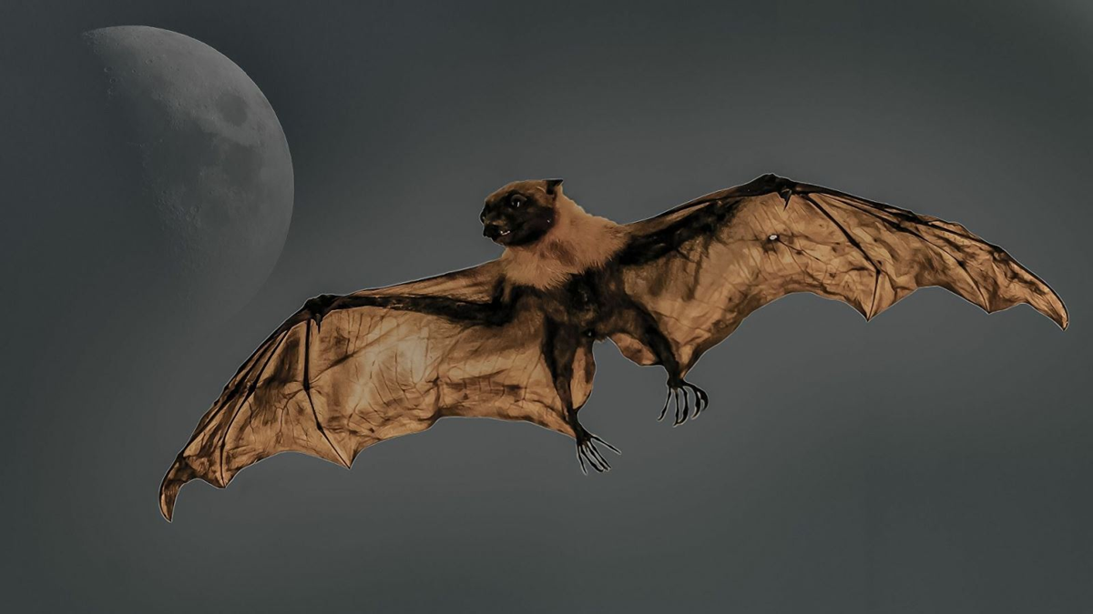 Lo&agrave;i vật qu&yacute; hiếm bậc nhất h&agrave;nh tinh, tưởng tuyệt t&iacute;ch 40 năm bất ngờ "t&aacute;i xuất" - Ảnh 2.