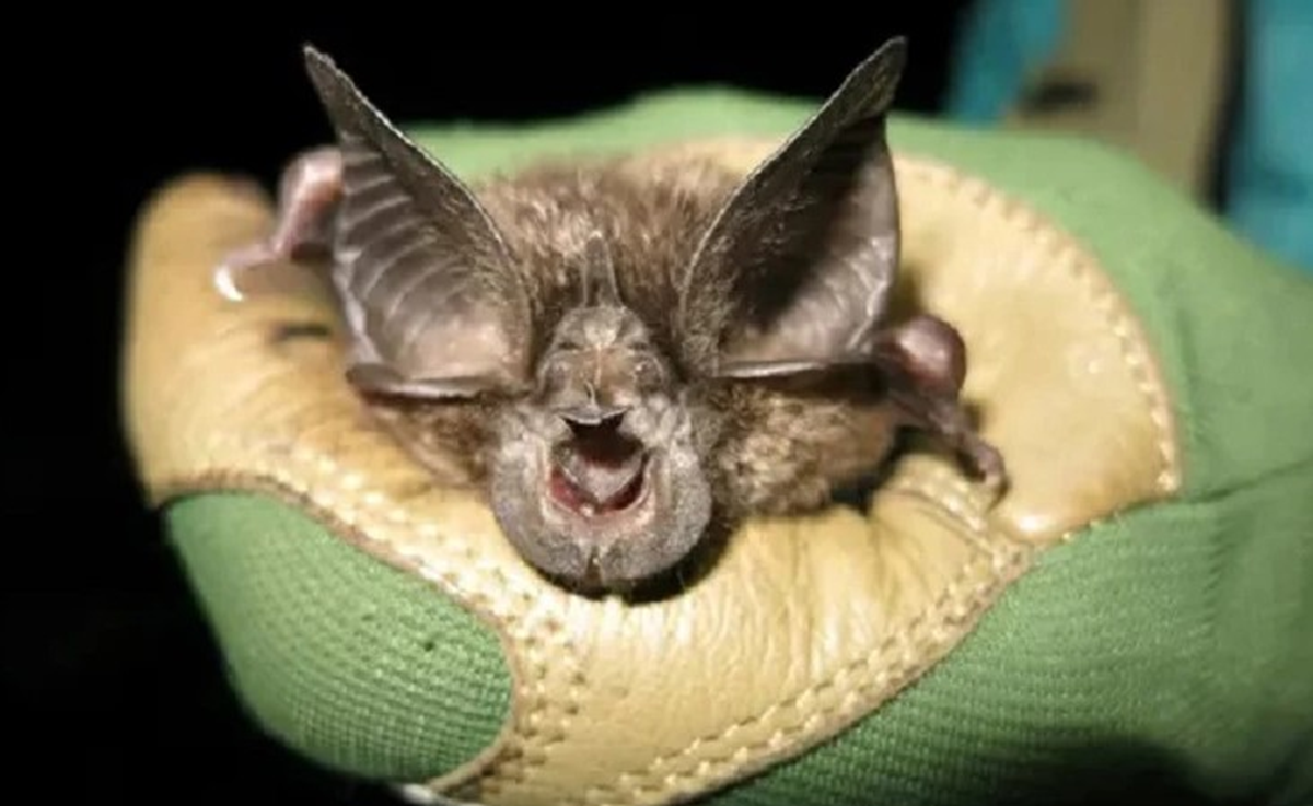 Lo&agrave;i vật qu&yacute; hiếm bậc nhất h&agrave;nh tinh, tưởng tuyệt t&iacute;ch 40 năm bất ngờ "t&aacute;i xuất" - Ảnh 1.