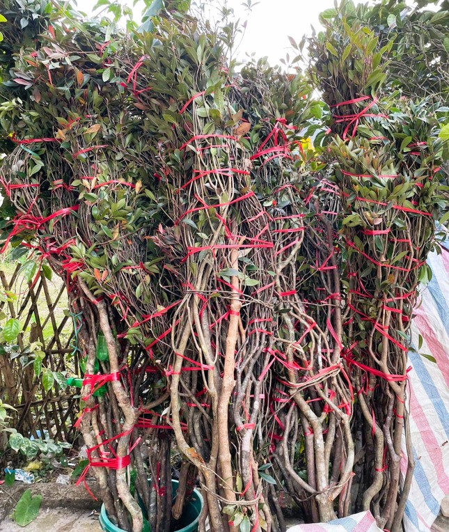 Độc, lạ đ&agrave;o chu&ocirc;ng Y&ecirc;n Tử được đại gia truy l&ugrave;ng chơi Tết - Ảnh 12.