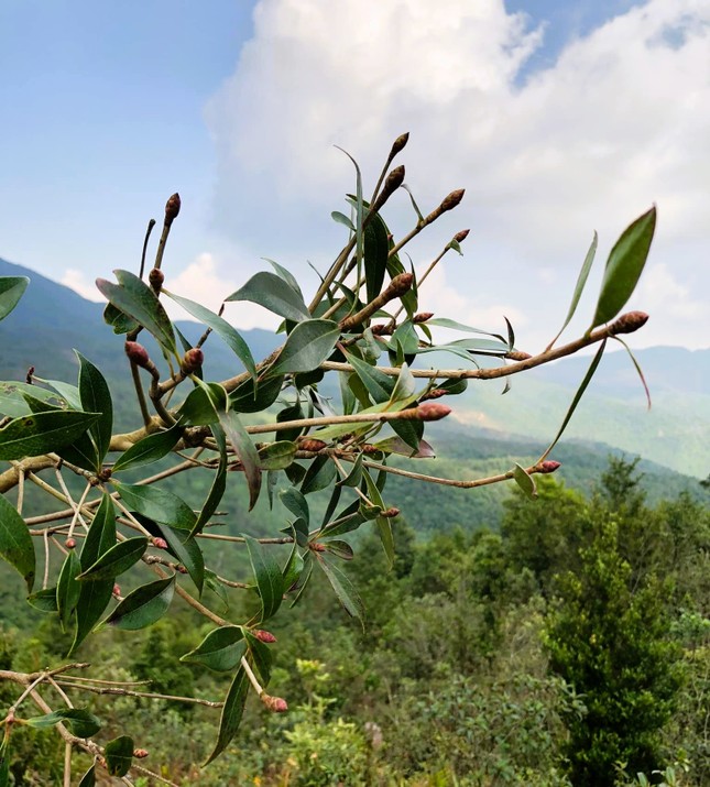 Độc, lạ đ&agrave;o chu&ocirc;ng Y&ecirc;n Tử được đại gia truy l&ugrave;ng chơi Tết - Ảnh 3.