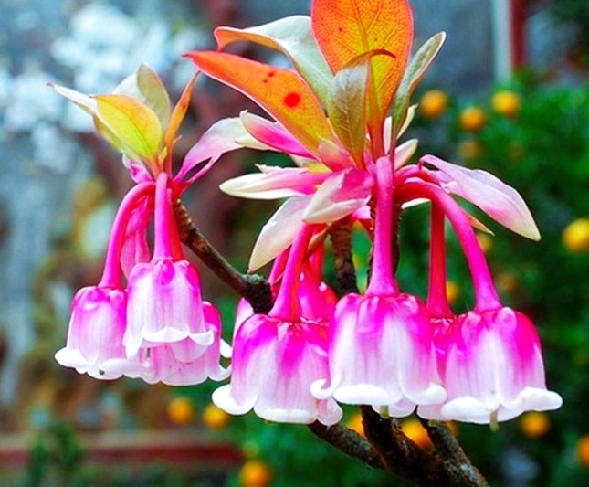 Độc, lạ đ&agrave;o chu&ocirc;ng Y&ecirc;n Tử được đại gia truy l&ugrave;ng chơi Tết - Ảnh 2.