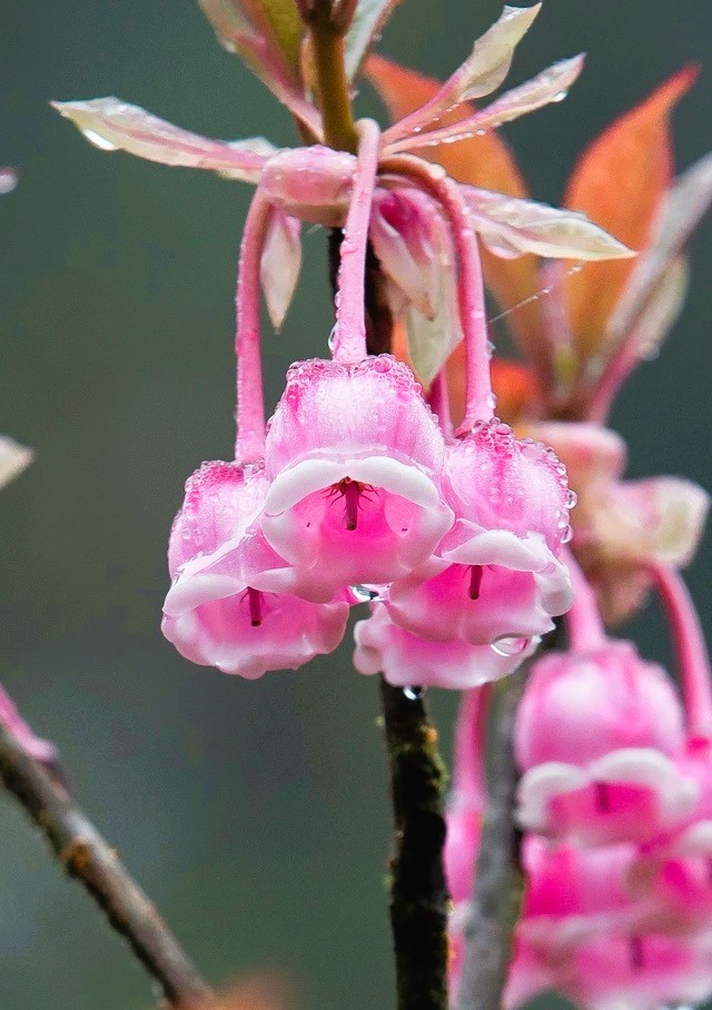 Độc, lạ đ&agrave;o chu&ocirc;ng Y&ecirc;n Tử được đại gia truy l&ugrave;ng chơi Tết - Ảnh 10.