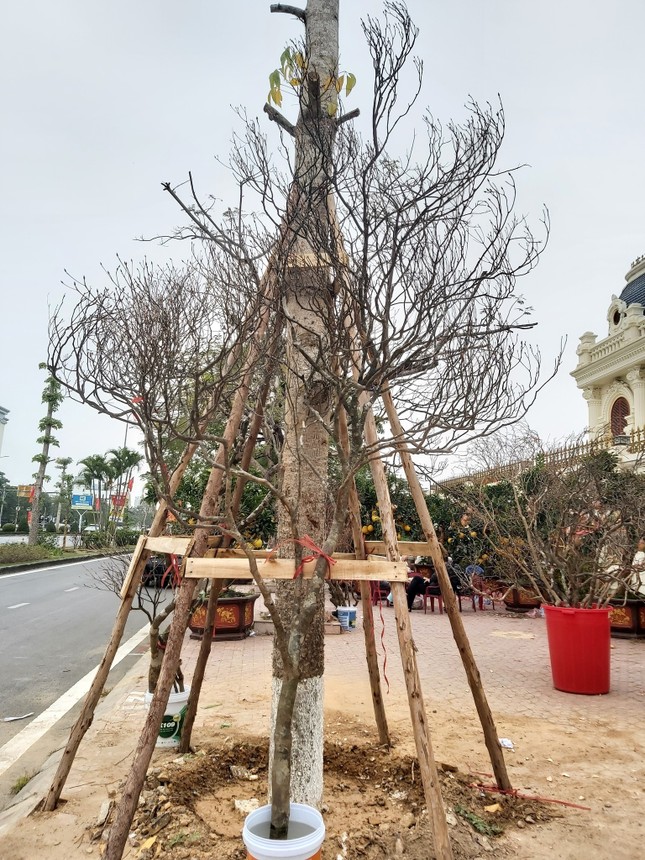 Độc, lạ đ&agrave;o chu&ocirc;ng Y&ecirc;n Tử được đại gia truy l&ugrave;ng chơi Tết - Ảnh 9.