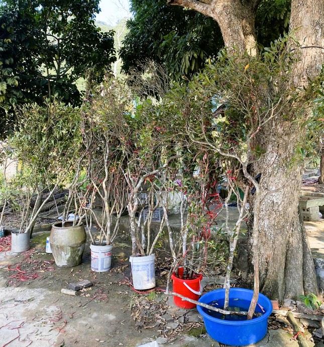 Độc, lạ đ&agrave;o chu&ocirc;ng Y&ecirc;n Tử được đại gia truy l&ugrave;ng chơi Tết - Ảnh 6.