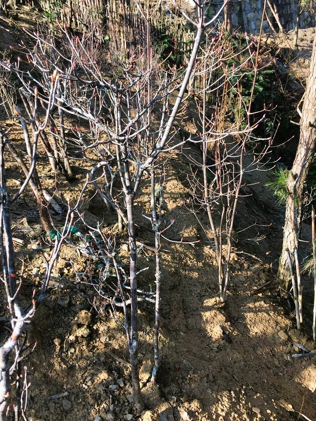 Độc, lạ đ&agrave;o chu&ocirc;ng Y&ecirc;n Tử được đại gia truy l&ugrave;ng chơi Tết - Ảnh 5.