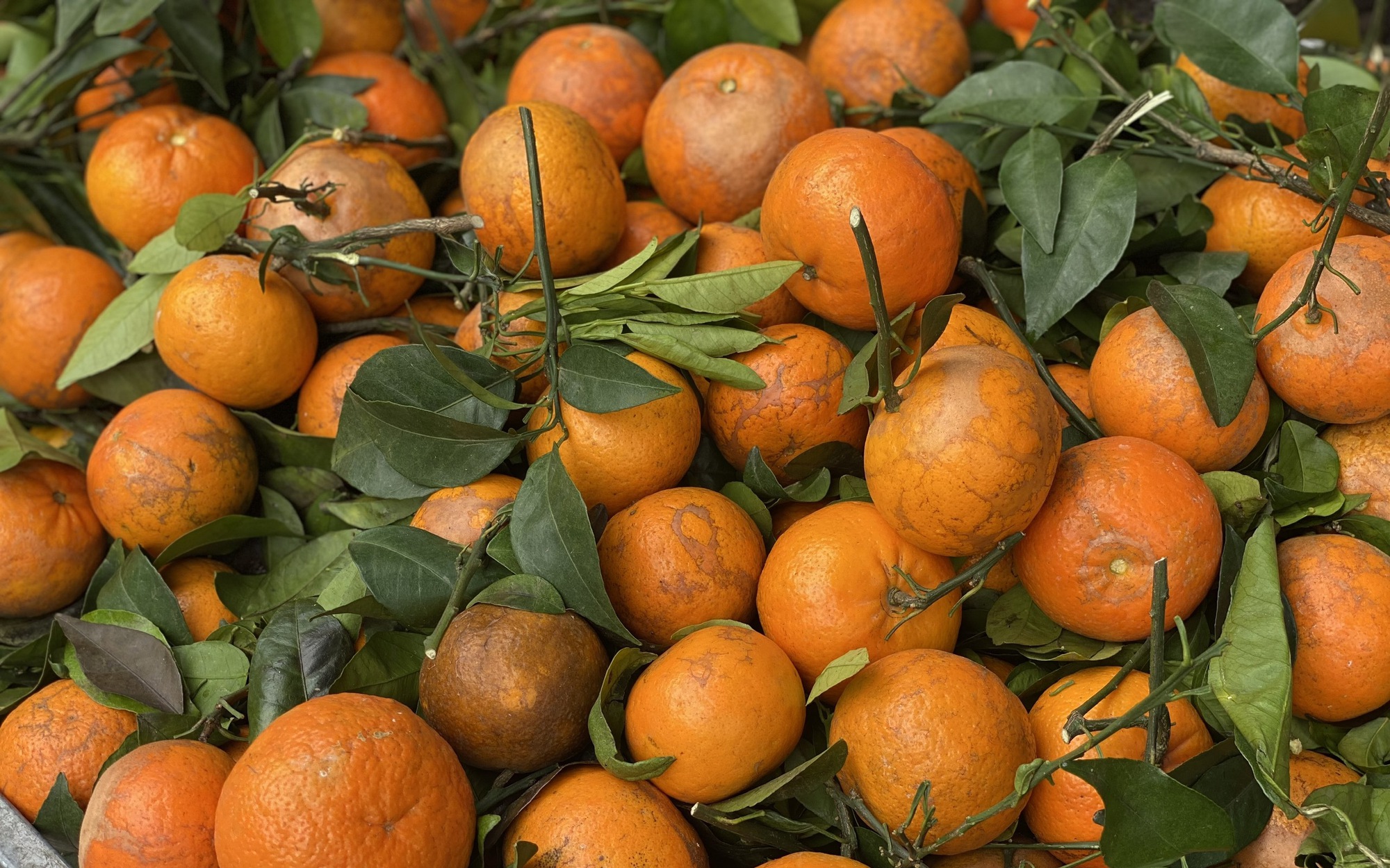 Qu&yacute;t sim &lsquo;xả&rsquo; đầy chợ, gi&aacute; rẻ b&egrave;o chỉ hơn chục ngh&igrave;n đồng/kg dịp cận Tết Nguy&ecirc;n đ&aacute;n 