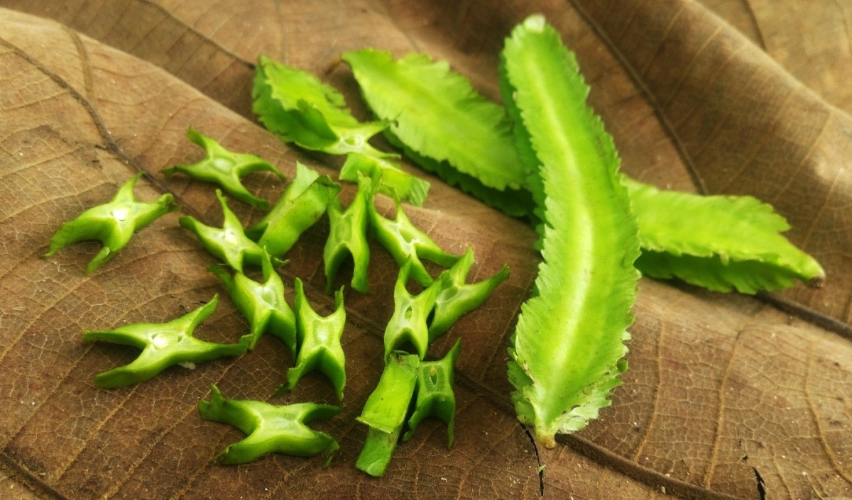 Loại quả Việt bề ngo&agrave;i xanh l&eacute;t, sần s&ugrave;i lại l&agrave; 'v&agrave;ng xanh' cả thế giới săn l&ugrave;ng, hỗ trợ kiểm so&aacute;t đường huyết hiệu quả - Ảnh 1.