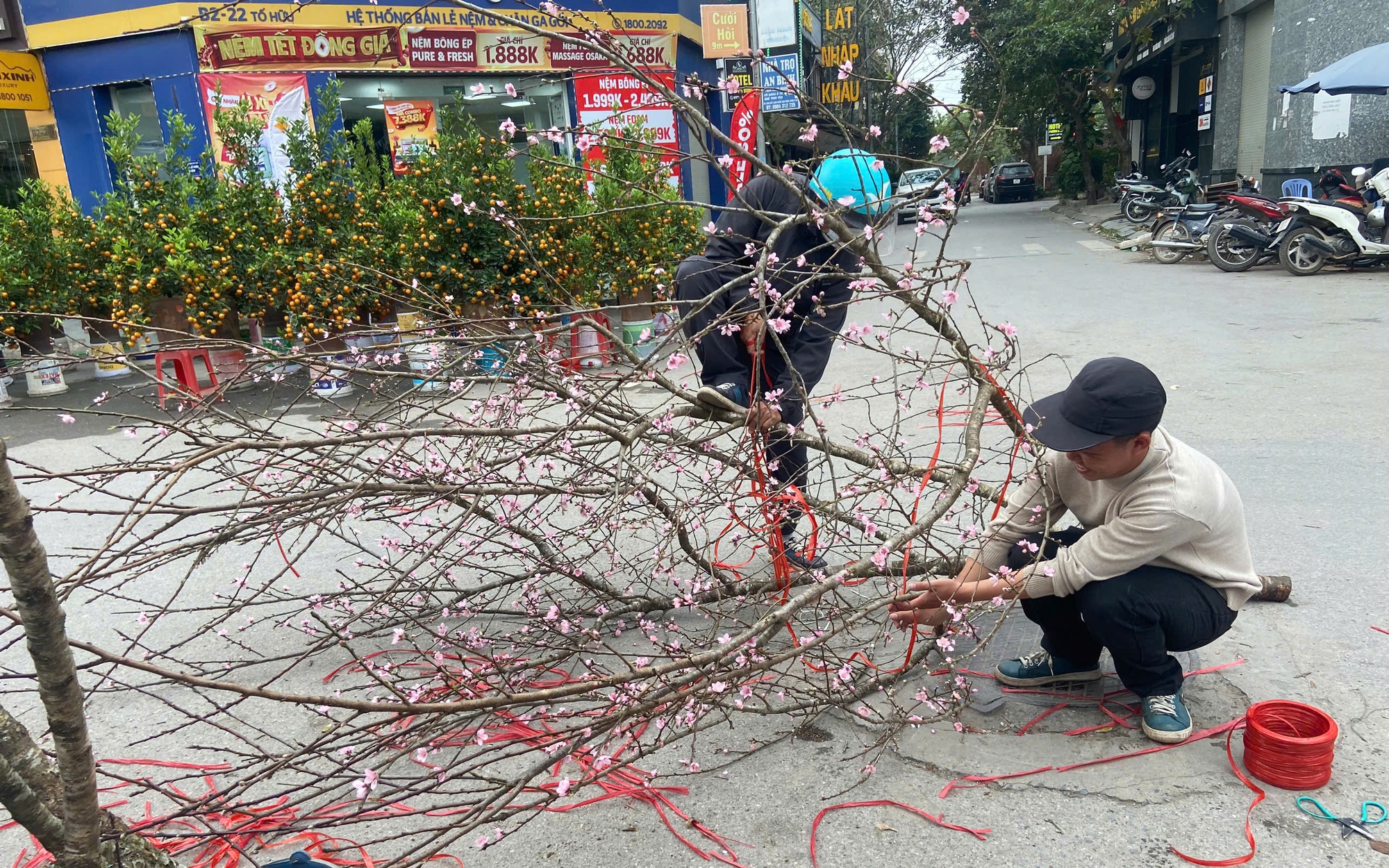 Kh&aacute;ch h&agrave;ng chịu chơi chi hơn 20 triệu đồng để săn đ&agrave;o rừng độc, lạ, d&aacute;ng đẹp chơi Tết B&iacute;nh ngọ 2026
