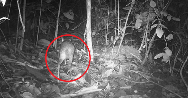 Đ&agrave;n chim qu&yacute; hiếm h&agrave;ng trăm con xuất hiện tại H&agrave; Tĩnh - Ảnh 2.