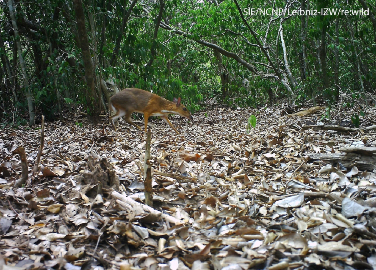 Lo&agrave;i vật qu&yacute; hiếm bậc nhất h&agrave;nh tinh, tuyệt chủng 30 năm bất ngờ "t&aacute;i xuất" ngỡ ng&agrave;ng - Ảnh 2.