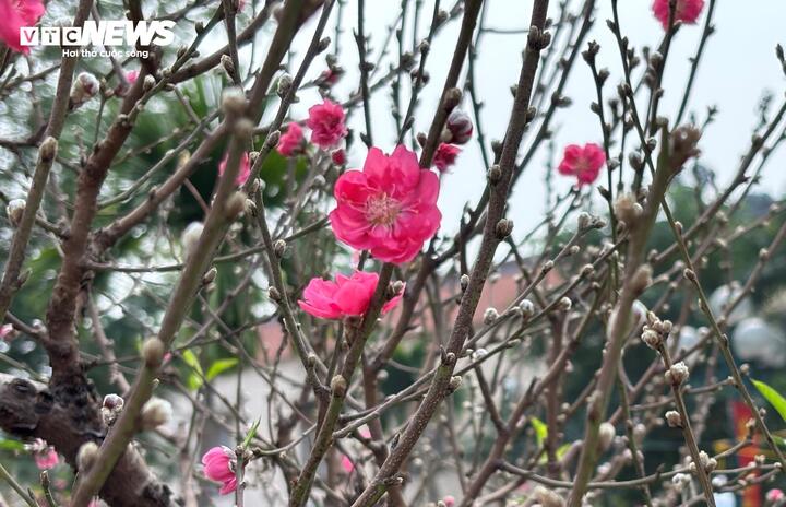 'Cụ' đ&agrave;o trăm năm tuổi, gi&aacute; thu&ecirc; 120 triệu đồng giữa phố H&agrave; Nội - Ảnh 12.