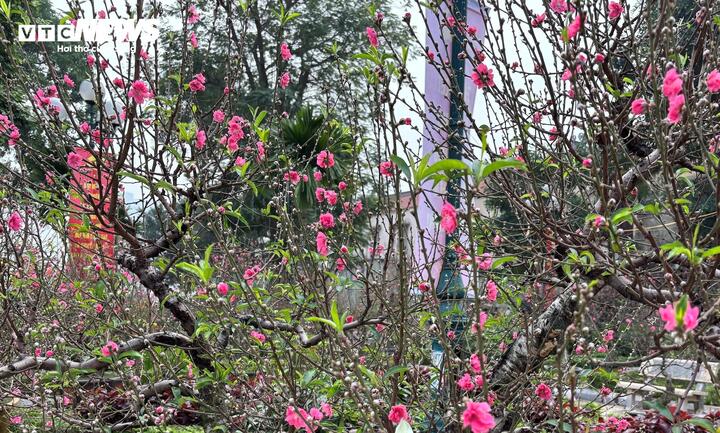 'Cụ' đ&agrave;o trăm năm tuổi, gi&aacute; thu&ecirc; 120 triệu đồng giữa phố H&agrave; Nội - Ảnh 11.