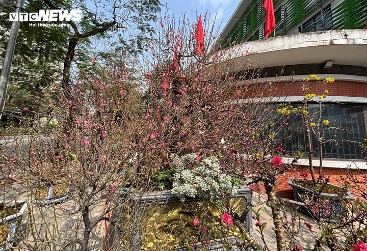 'Cụ' đ&agrave;o trăm năm tuổi, gi&aacute; thu&ecirc; 120 triệu đồng giữa phố H&agrave; Nội - Ảnh 1.