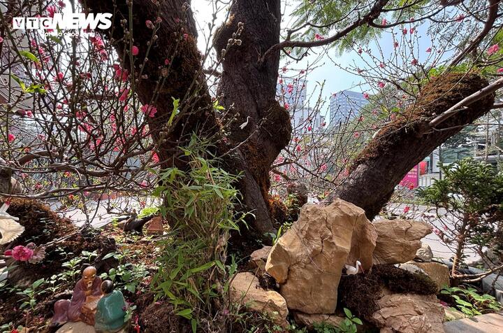 'Cụ' đ&agrave;o trăm năm tuổi, gi&aacute; thu&ecirc; 120 triệu đồng giữa phố H&agrave; Nội - Ảnh 2.