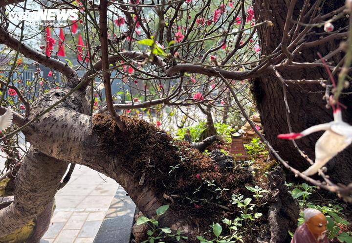 'Cụ' đ&agrave;o trăm năm tuổi, gi&aacute; thu&ecirc; 120 triệu đồng giữa phố H&agrave; Nội - Ảnh 3.