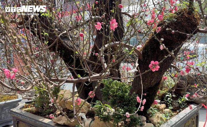 'Cụ' đ&agrave;o trăm năm tuổi, gi&aacute; thu&ecirc; 120 triệu đồng giữa phố H&agrave; Nội - Ảnh 4.