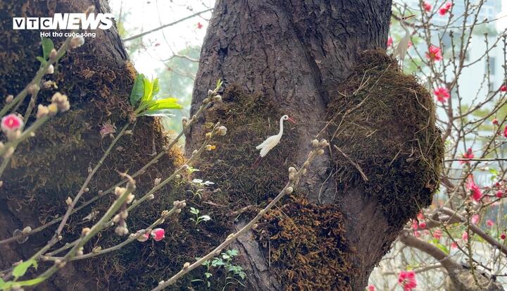 'Cụ' đ&agrave;o trăm năm tuổi, gi&aacute; thu&ecirc; 120 triệu đồng giữa phố H&agrave; Nội - Ảnh 5.