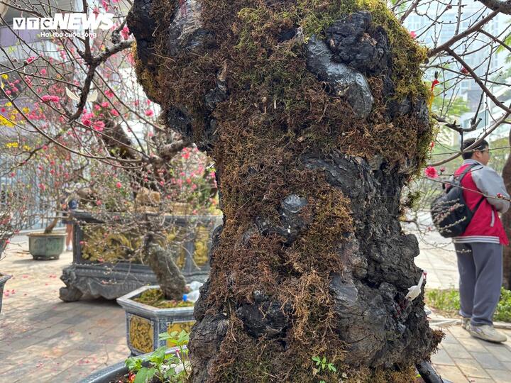 'Cụ' đ&agrave;o trăm năm tuổi, gi&aacute; thu&ecirc; 120 triệu đồng giữa phố H&agrave; Nội - Ảnh 6.