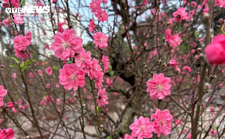 'Cụ' đ&agrave;o trăm năm tuổi, gi&aacute; thu&ecirc; 120 triệu đồng giữa phố H&agrave; Nội - Ảnh 7.