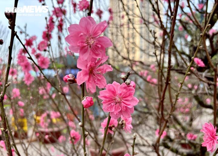 'Cụ' đ&agrave;o trăm năm tuổi, gi&aacute; thu&ecirc; 120 triệu đồng giữa phố H&agrave; Nội - Ảnh 8.