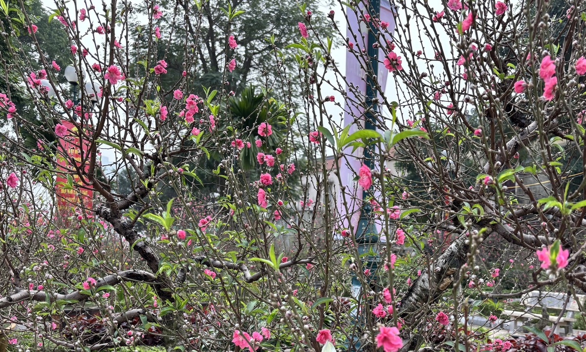 "Cụ" đ&agrave;o trăm năm tuổi, gi&aacute; thu&ecirc; 120 triệu đồng giữa phố H&agrave; Nội