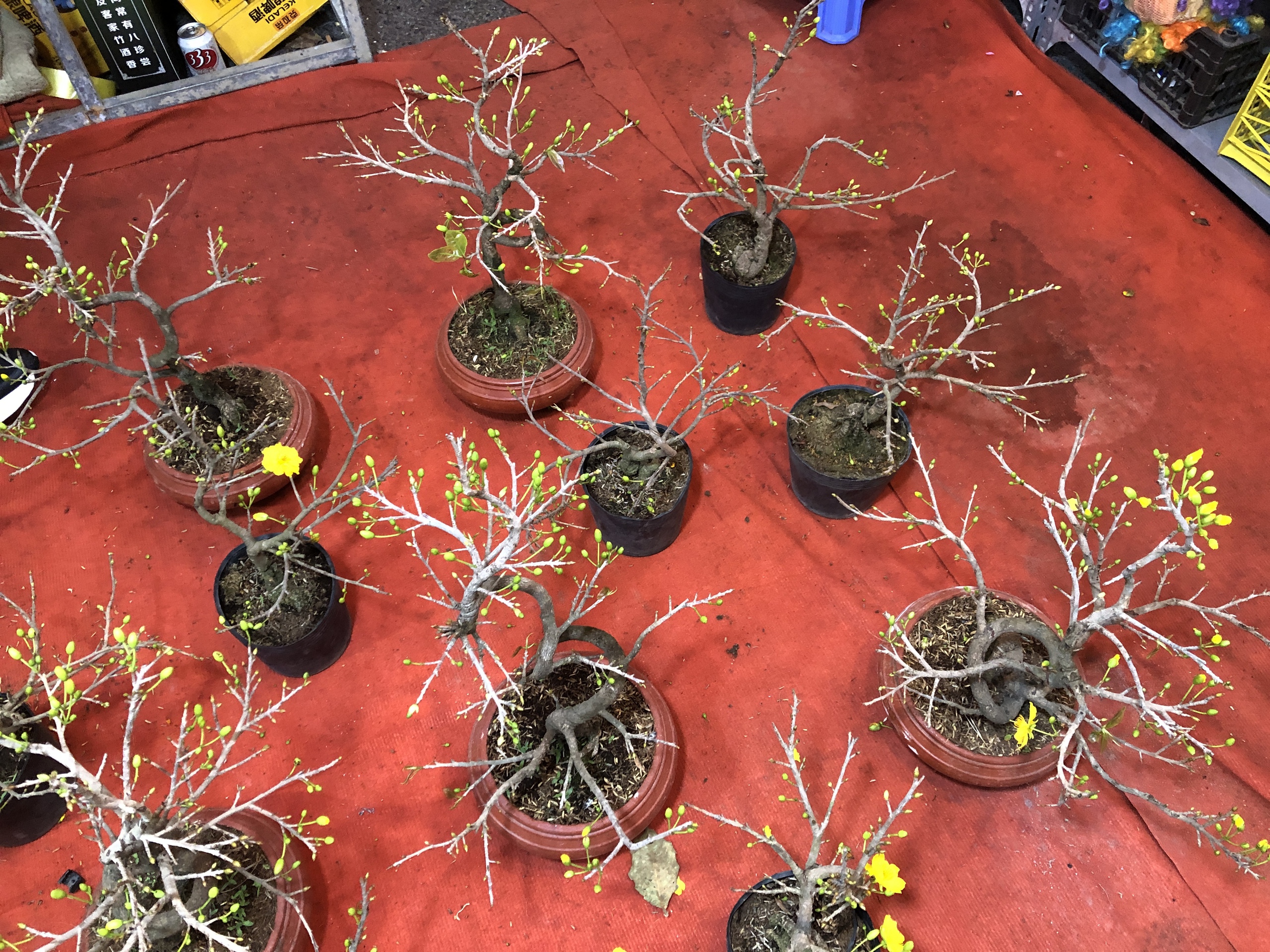 Chợ hoa Xu&acirc;n phố cổ 2026: Điểm đến rực rỡ cho người ti&ecirc;u d&ugrave;ng H&agrave; Nội - Ảnh 6.