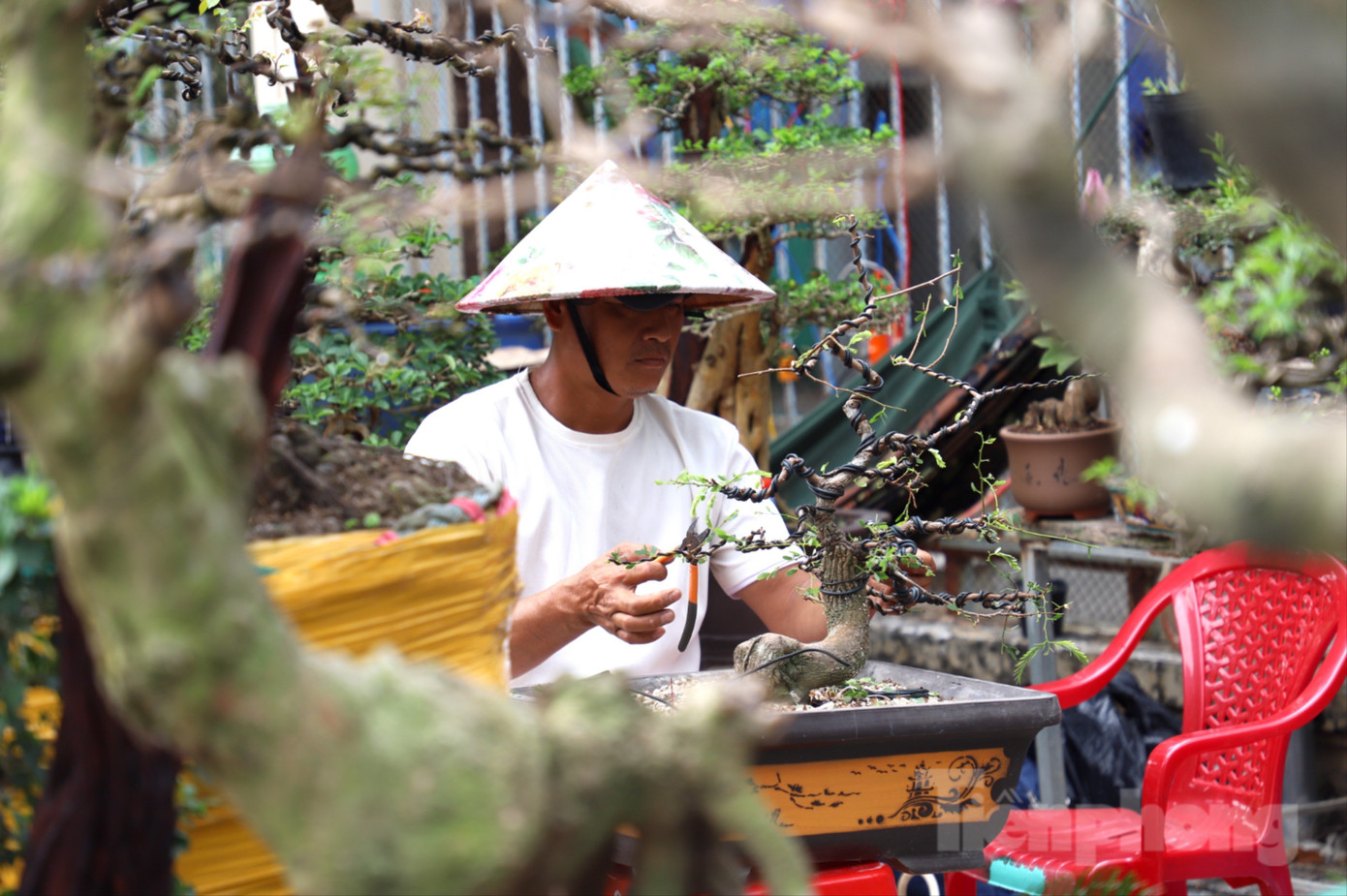 C&acirc;y mai trăm tuổi gi&aacute; hơn 3 tỷ đồng ở An Giang - Ảnh 9.