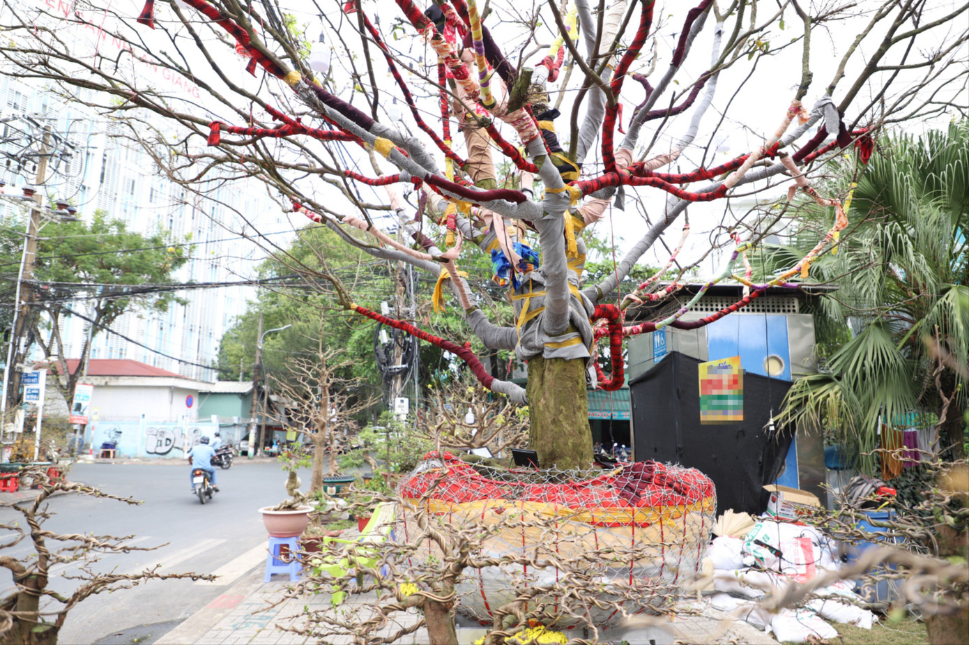 C&acirc;y mai trăm tuổi gi&aacute; hơn 3 tỷ đồng ở An Giang - Ảnh 6.