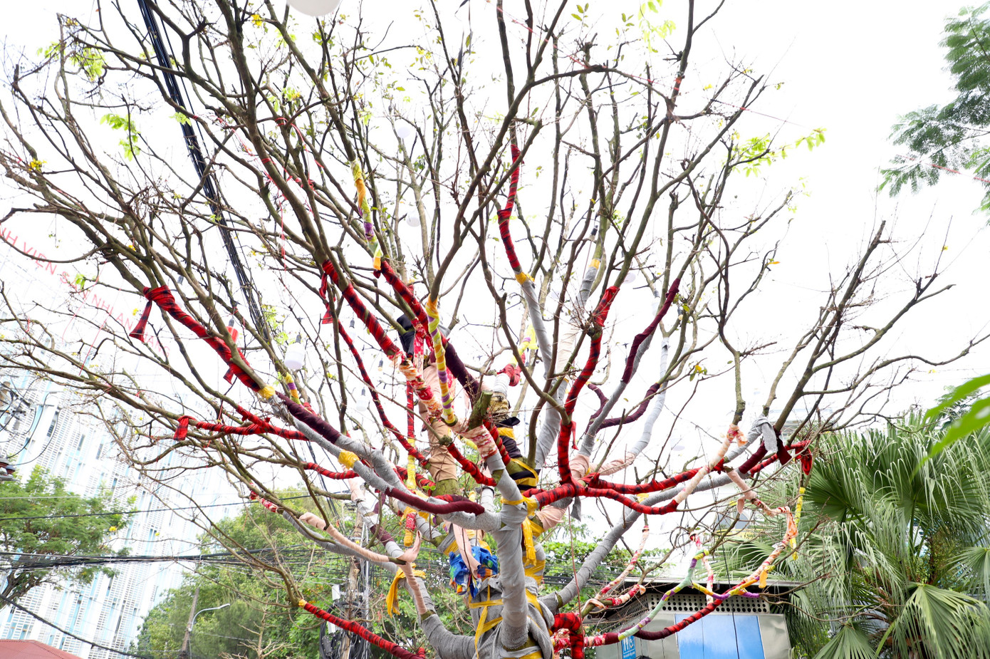 C&acirc;y mai trăm tuổi gi&aacute; hơn 3 tỷ đồng ở An Giang - Ảnh 4.